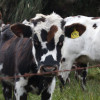 De acuerdo con los primeros reportes, la producción de leche ha tenido reducciones de hasta un 15%.