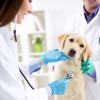 Dos veterinarios examinando un perro golden retriever.
