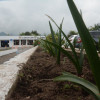 Fotos | Freddy Arango | LA PATRIA  Este es el aspecto de las plantas de los separadores.