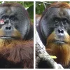 El orangután Rakus con una herida bajo el ojo y luego curado
