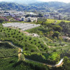 Un verde intenso, contacto con la naturaleza, aire puro, buen clima, tranquilidad y valorización, han convertido a Chinchiná en un municipio atractivo para vivir.