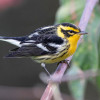 La reinita gorginaranja (Setophaga fusca)