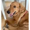 Juanjo, un golden retriever de tan solo 11 meses.