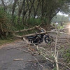 El sitio del accidente de un motociclista que chocó contra un árbol. 