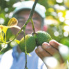 Aguacateros cultivan aprendizajes en un municipio de Caldas. Labran el prestigio del aguacate Hass producido en Colombia.