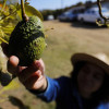 Campesina recoge aguacates