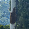 Enjambre de abejas en poste de zona rural de Manizales.