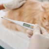 médico examinando un gato