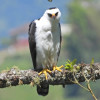 Águila enmascarada o águila blanquinegra (Spizaetus melanoleucus)