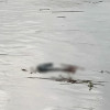 El 1 de mayo la comunidad de Caimalito y La Virginia registraron el paso de un cadáver flotando en el río Cauca. Las autoridades no lo encontraron 