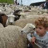 El desfile de ovejas en Marulanda (Caldas), una tradición del Festival de la Lana.