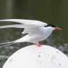 Gaviotín ártico (Sterna paradisaea) en el malecón Cameguadua.