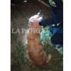 Los improvisados rescatistas pudieron liberar el perro, que no sufrió lesiones de consideración.