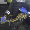 Las autoridades ambientales de Guayaquil (Ecuador) rescataron una serpiente en un centro comercial. Días antes hallaron una dentro de una bodega.