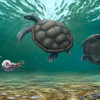Craspedochelys renzi es una nueva especie de tortuga marina fósil identificada en La Guajira.