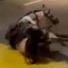 En el sector Molivento de Dosquebradas, un caballo se cayó en un pompeyano 
