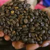 Los principales mercados del café colombiano son Estados Unidos,