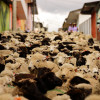 Así se vieron las calles de Marulanda (Caldas) este domingo con las 2.000 ovejas que salieron a desfilar.