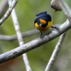Euphonia violacea