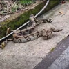 La boa constrictora (Boa constrictor) 