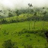 Quindío - Valle del Cocora