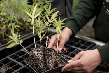 Cannabis medicinal y sus obstáculos