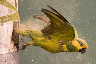 Luchando por sobrevivir,