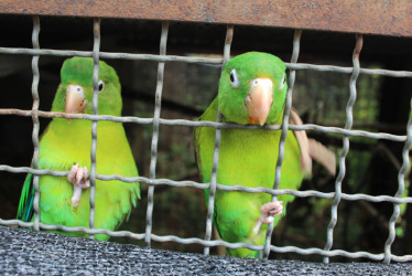 Las loras son las más afectadas por el tráfico de fauna en Caldas.