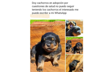 Desde perfiles falsos de Facebook y por WhatsApp ofrecen las mascotas.