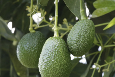 Siembre y produzca aguacate hass