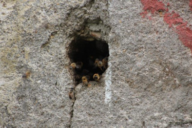 Así se ve el lugar donde se encuentran las abejas. 