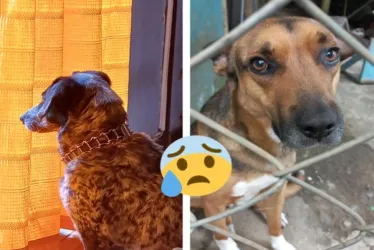 Las dos mascotas envenenadas.