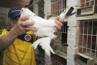 Javier Gutiérrez Cano sostiene una hembra de la raza Buchón Holandés, sus características son su tamaño y las plumas de las patas, llamadas samarro.