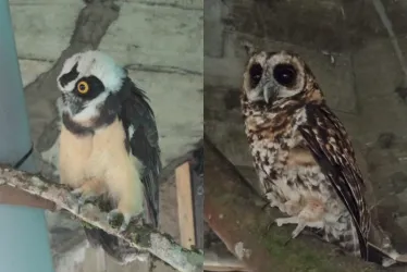 Corpocaldas ensaya con búhos para controlar palomas en la Catedral