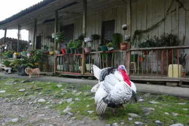 Pueblo Nuevo está a 180 Kilómetros de Manizales, en una ruta que pasa por Petaqueros, Manzanares hasta llegar a la cabecera municipal de Pensilvania. De allí se continúa por una vía destapa, con su paisaje de casas en tabla parada, en arquitectura de la colonización antioqueña.