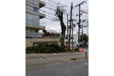 Estado de uno de los arrayanes intervenidos por Emas en el barrio La Camelia. 