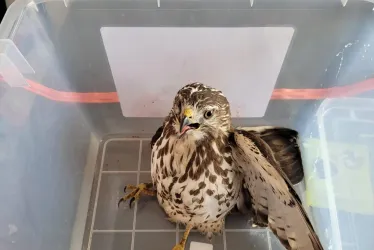 gavilán aliancho (Buteo platypterus) rescatado en Marquetalia.