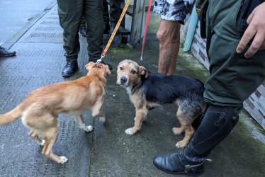 Los uniformados encontraron los animales en malas condiciones de salud.