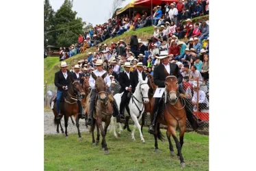 Los mulares participantes en exhibición para el público. 