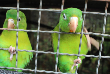 Las loras, las más afectadas por el tráfico de fauna en Caldas.