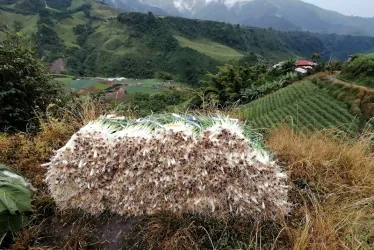 El Plan de los Cipas es conocido así por la tradicional familia Cipagauta, que generación tras generación ha mantenido el cultivo de la cebolla y otras hortalizas.