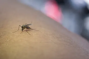 OMS dice que dengue en América puede aumentar en segundo semestre