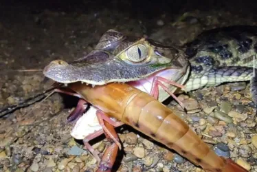 Pequeño caimán alimentándose de un camarón de río.