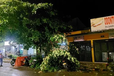 Caída de árboles por fuerte aguacero en La Dorada. 