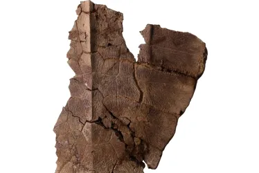 Fotografía cedida hoy por el Instituto Smithsonian de Investigaciones Tropicales que muestra parte del fósil de tortuga hallado en la costa Caribe de Panamá. 