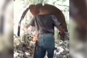 El puma después de ser asesinado en el Valle del Cauca. 