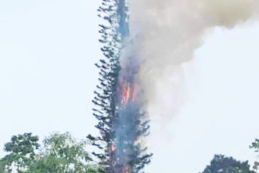 El jueves un rayo impactó contra un árbol ubicado al lado del Colegio Tecnológico Industrial de Santa Rosa de Cabal (Risaralda).