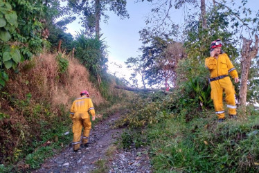 Caída de árboles por fuertes lluvias de este miércoles