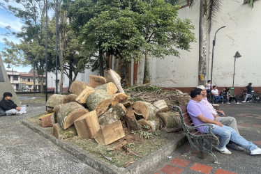 Buscaban refugio en las sombras que daban las palmas, pero ya no está.