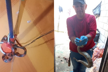 En Supía (izquierda) encontraron una coral. En Victoria fue una boa constrictor.